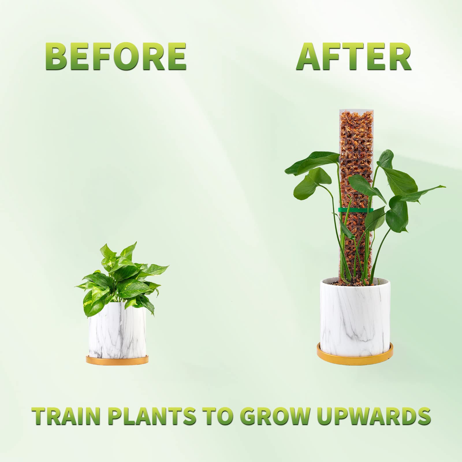 Moss Poles Plants Plant Suppor - Echeveria Succulent recensie en prijs