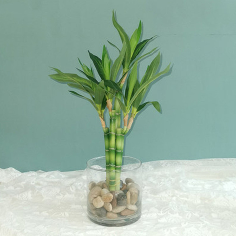 New 40cm rFtificial Lucky Bamb - Echeveria Succulent recensie en prijs