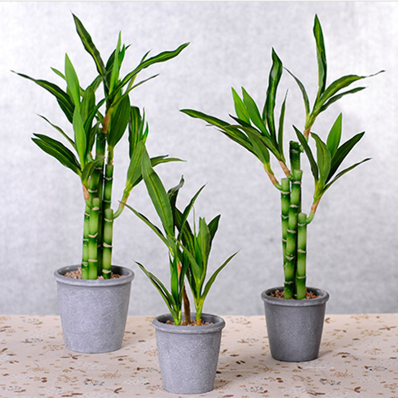 New 40cm rFtificial Lucky Bamb - Echeveria Succulent recensie en prijs