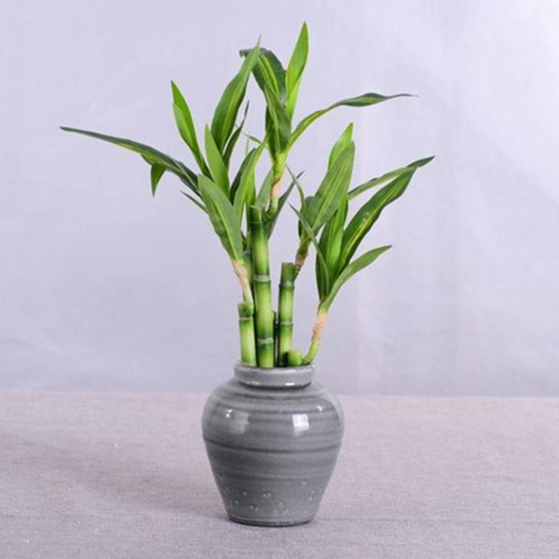 New 40cm rFtificial Lucky Bamb - Echeveria Succulent recensie en prijs