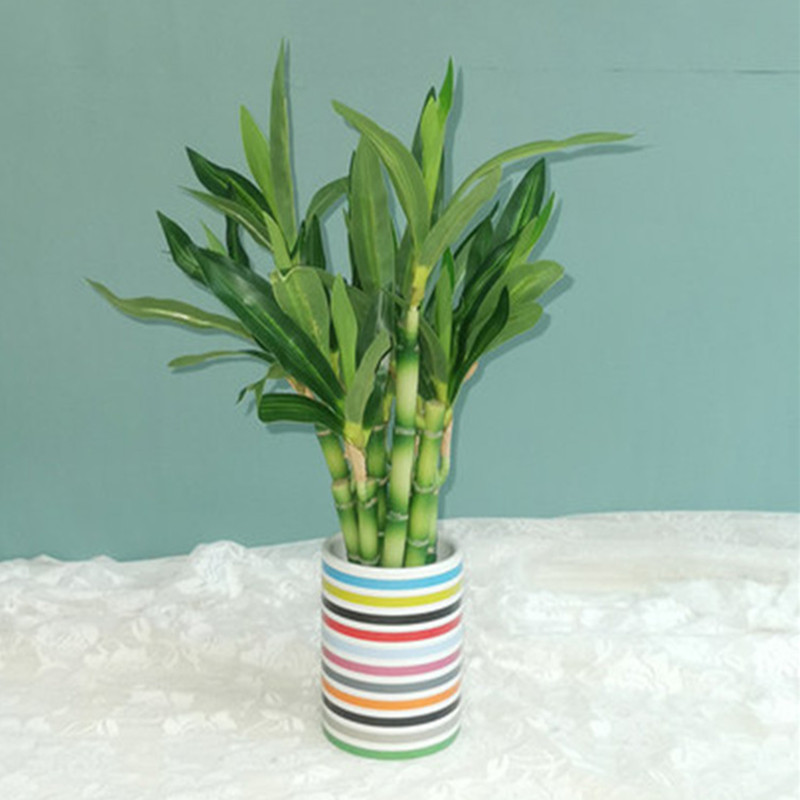 New 40cm rFtificial Lucky Bamb - Echeveria Succulent recensie en prijs