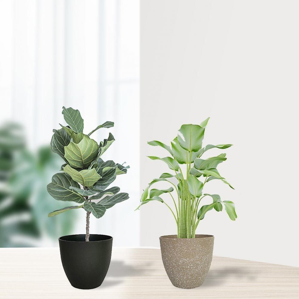 Frosted Imitation Stone Flower - Aloe Vera Pot recensie en prijs