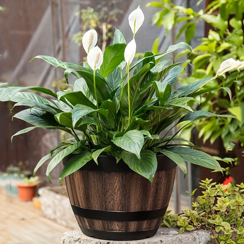 Durable Plastic Round Elegant  - Aloe Vera Pot recensie en prijs