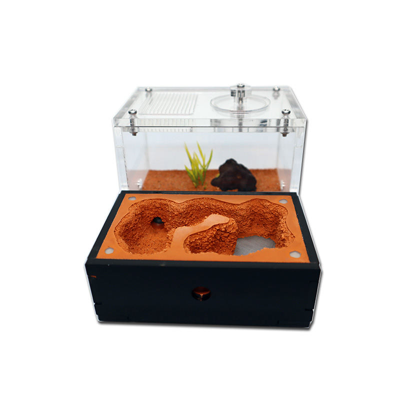 Yellow Soil Ant Farm with Exte - Begonia Rex recensie en prijs