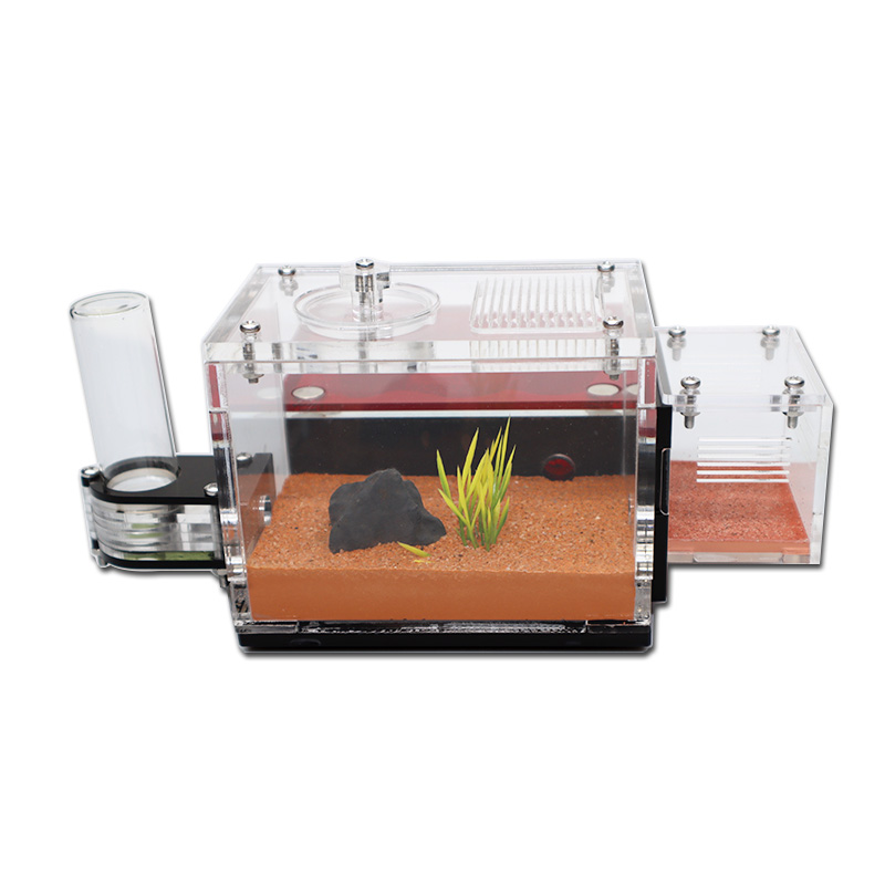 Yellow Soil Ant Farm with Exte - Begonia Rex recensie en prijs