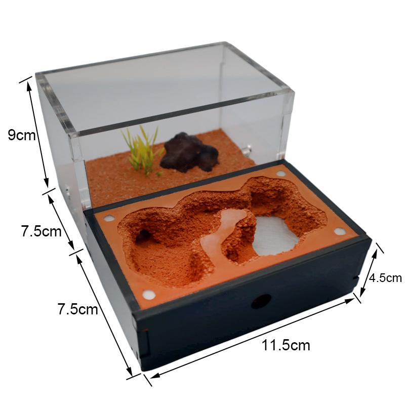 Yellow Soil Ant Farm with Exte - Begonia Rex recensie en prijs