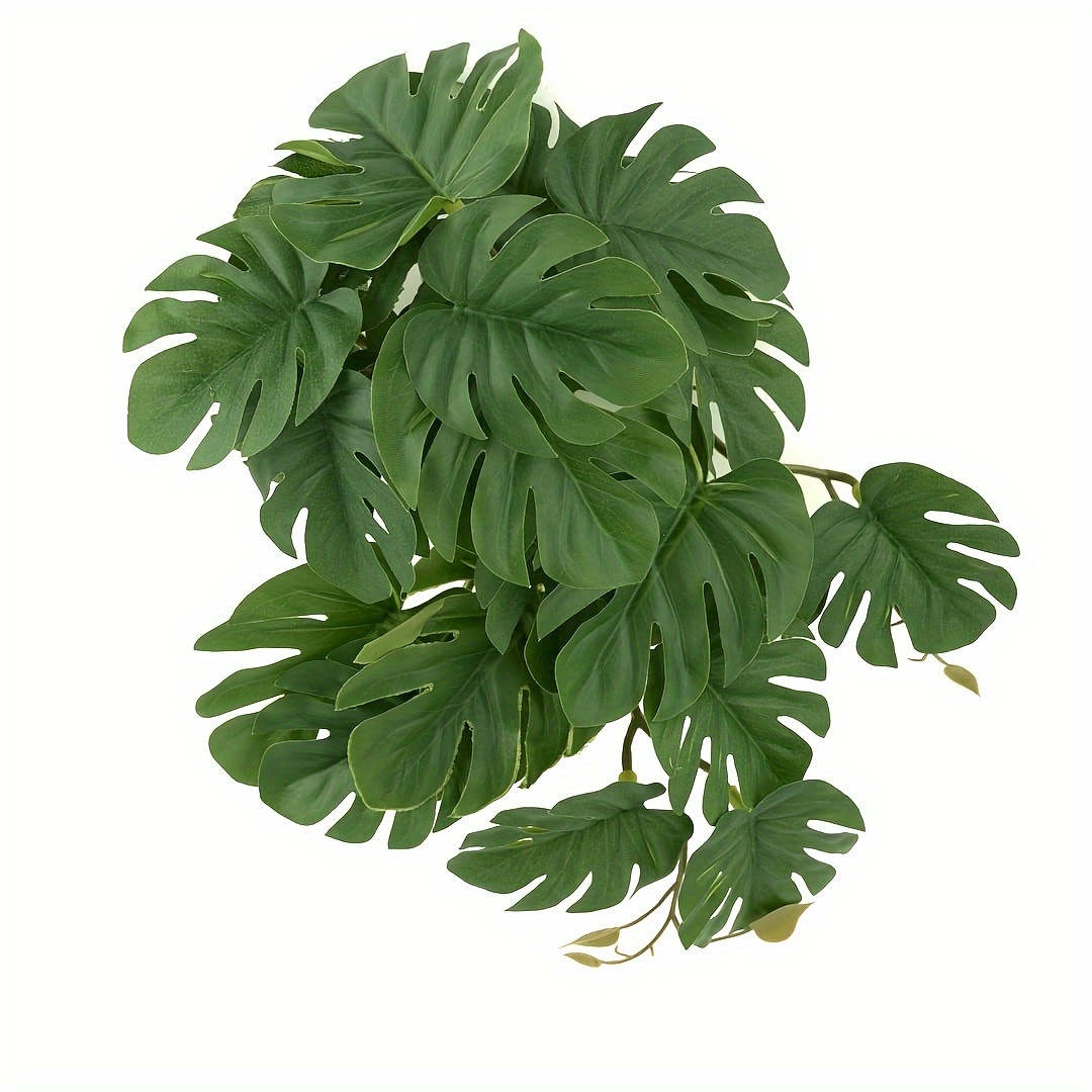Reptile Plants for Terrarium A - Monstera Adansonii recensie en prijs