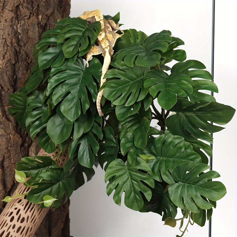 Reptile Plants for Terrarium A - Monstera Adansonii recensie en prijs