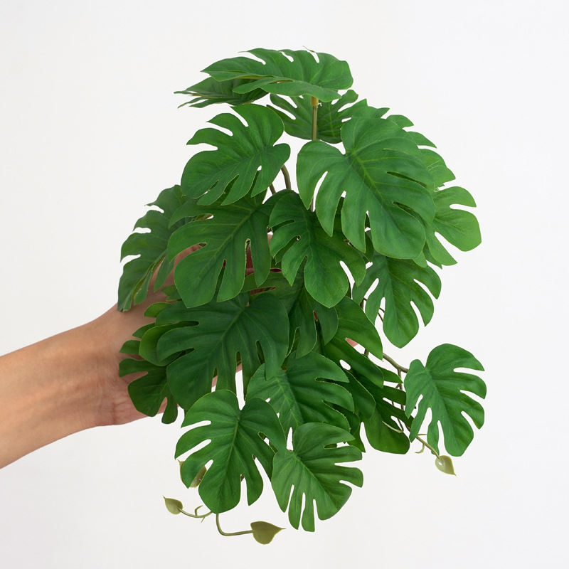 Reptile Plants for Terrarium A - Monstera Adansonii recensie en prijs