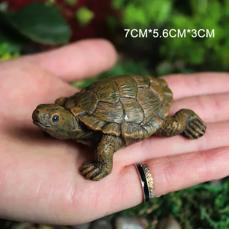 Simulation of Small Turtle Res - Echeveria Succulent recensie en prijs