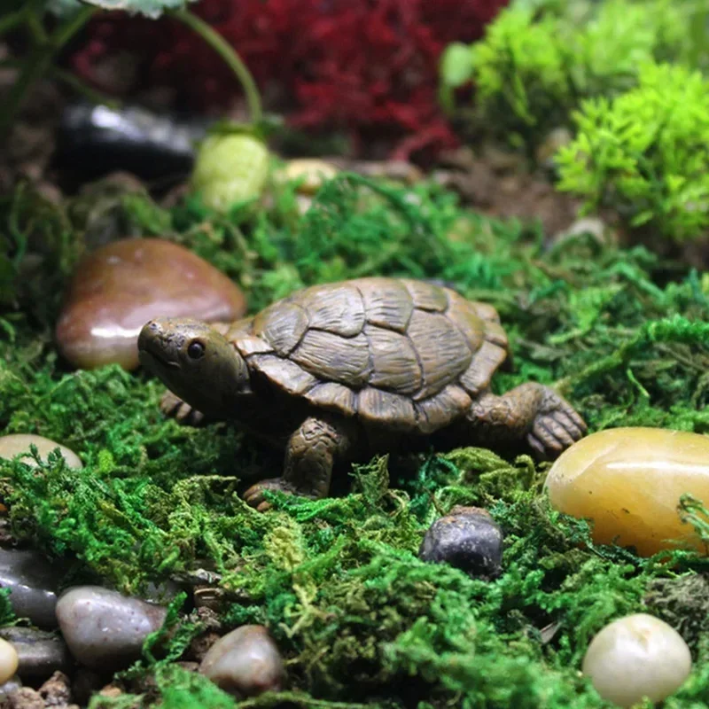 Simulation of Small Turtle Res - Echeveria Succulent recensie en prijs