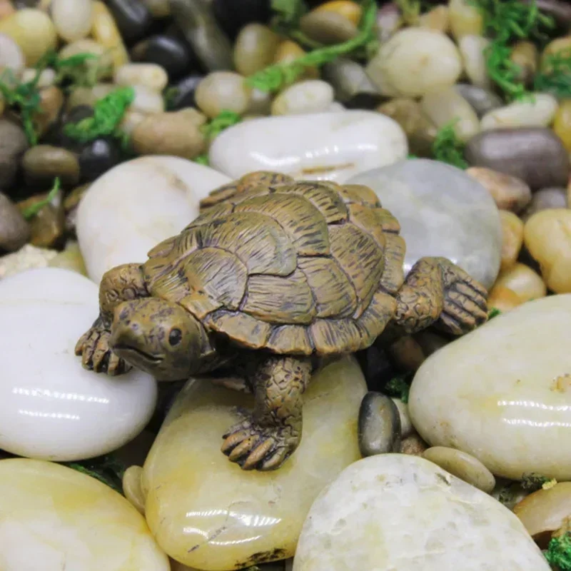 Simulation of Small Turtle Res - Echeveria Succulent recensie en prijs