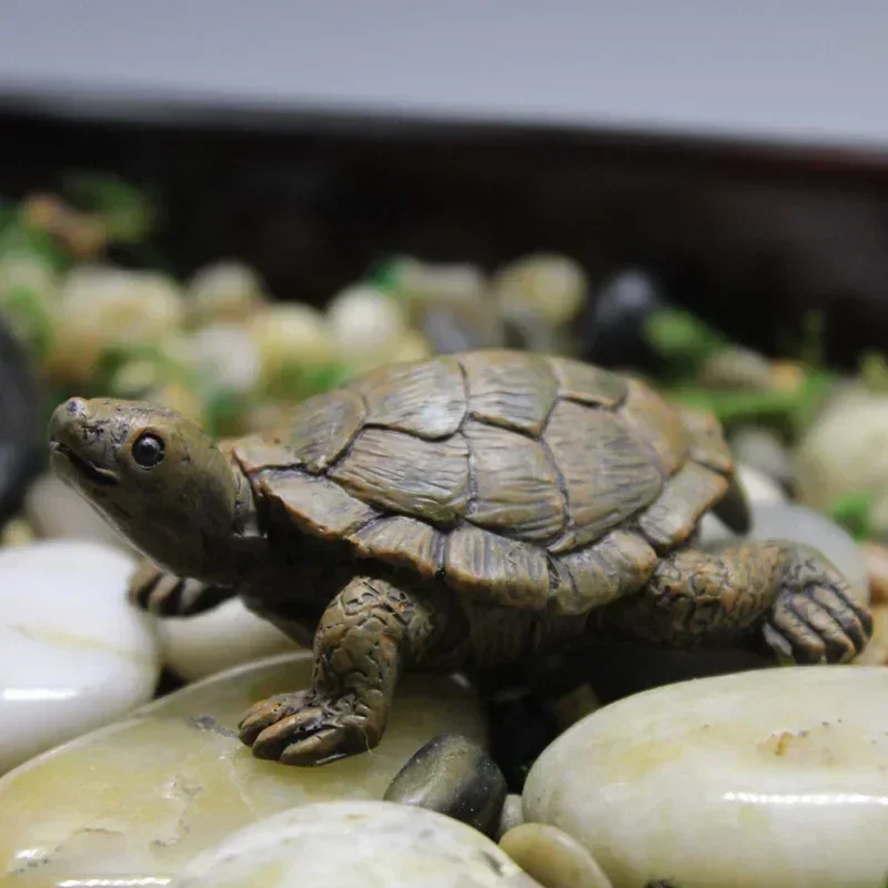 Simulation of Small Turtle Res - Echeveria Succulent recensie en prijs