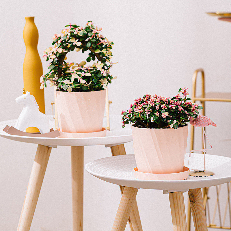 Resin Plastic Succulent Plante - Aloe Vera Pot recensie en prijs