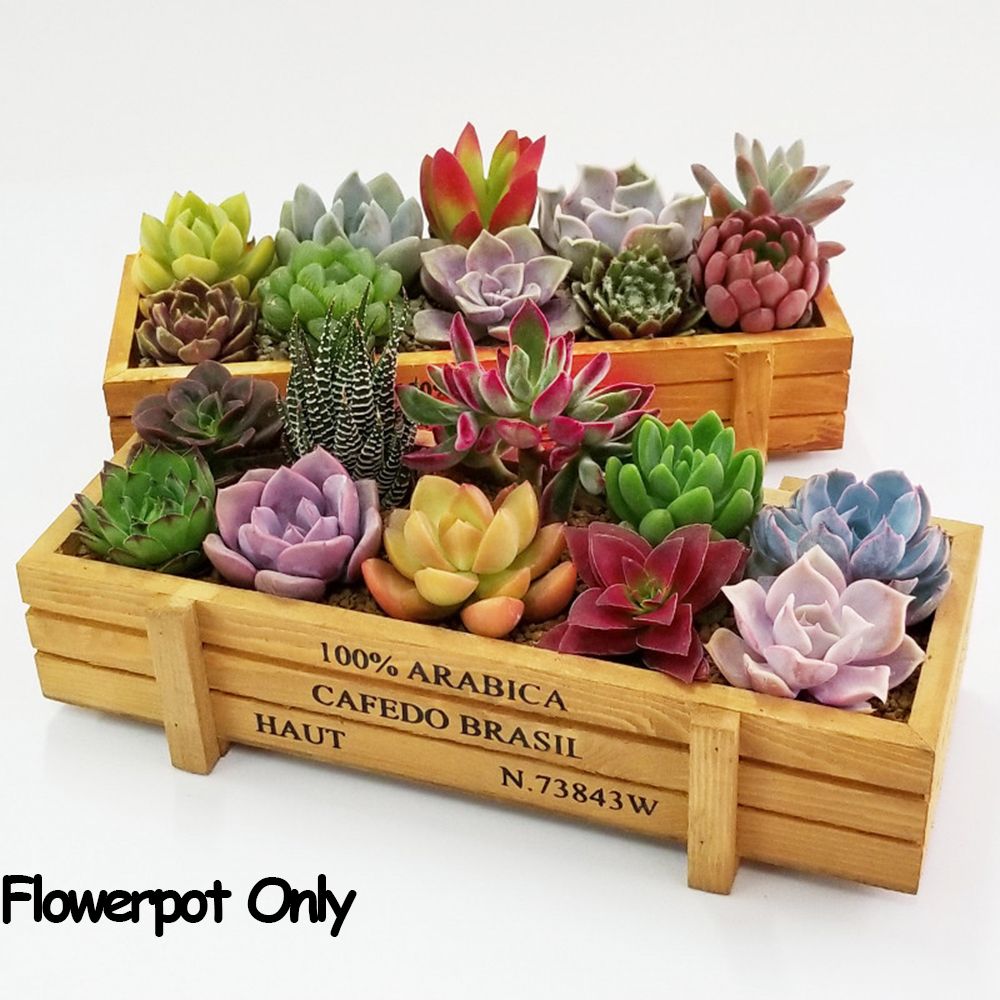 1 PC Tools Garden Decor Trough - Pilea Peperomioides recensie en prijs