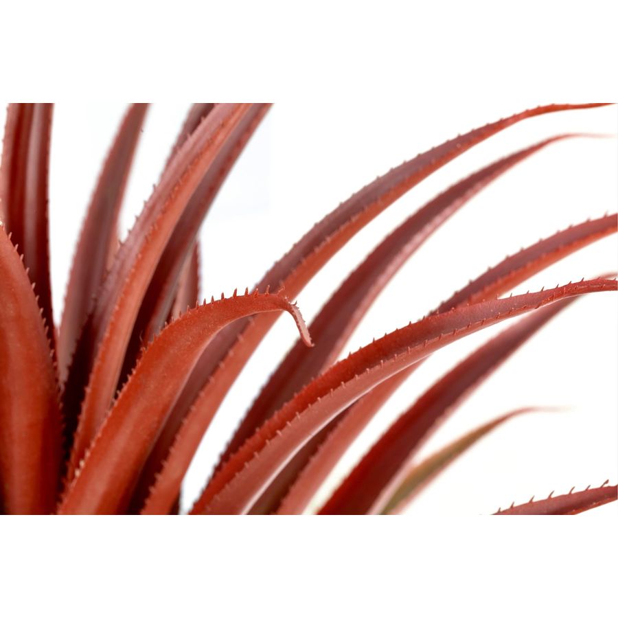 Hyper Realistic Big Red Artifi - Aloe Vera Pot recensie en prijs
