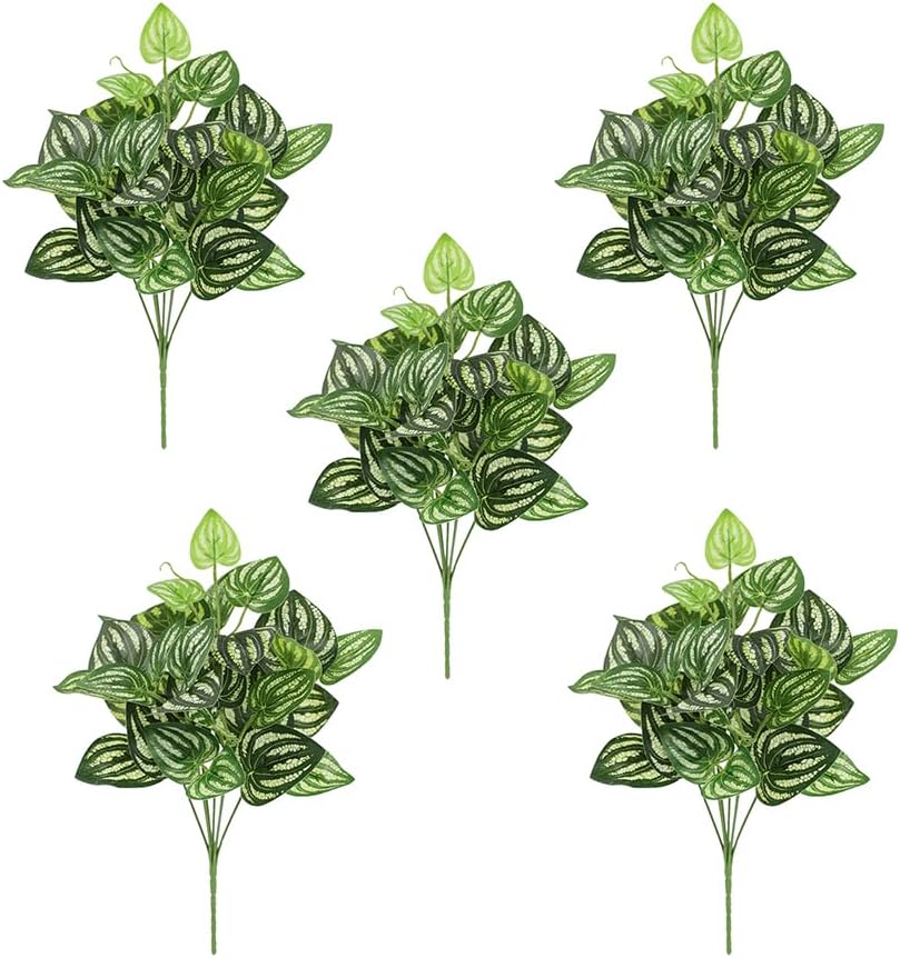 5Pcs Watermelon Peperomia Arti - Peperomia Watermelon recensie en prijs
