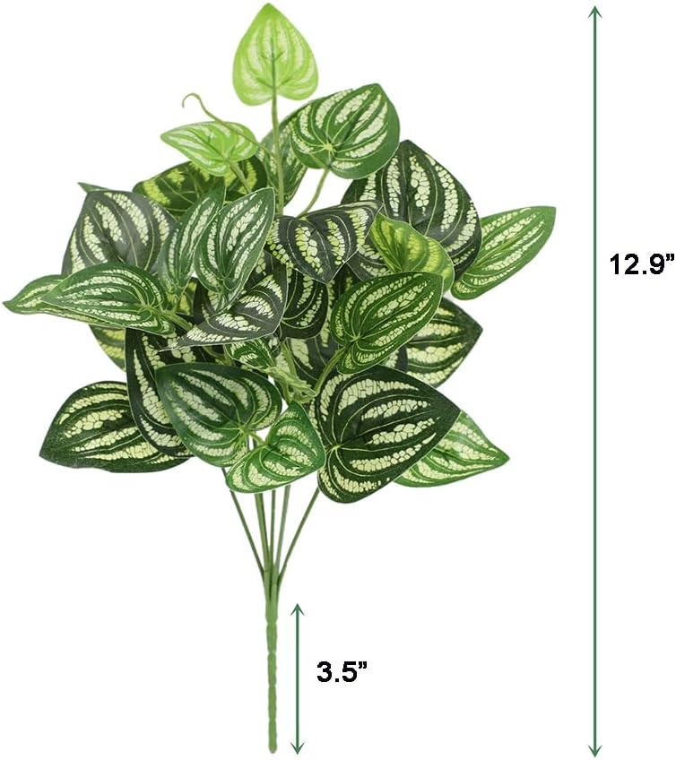 5Pcs Watermelon Peperomia Arti - Peperomia Watermelon recensie en prijs