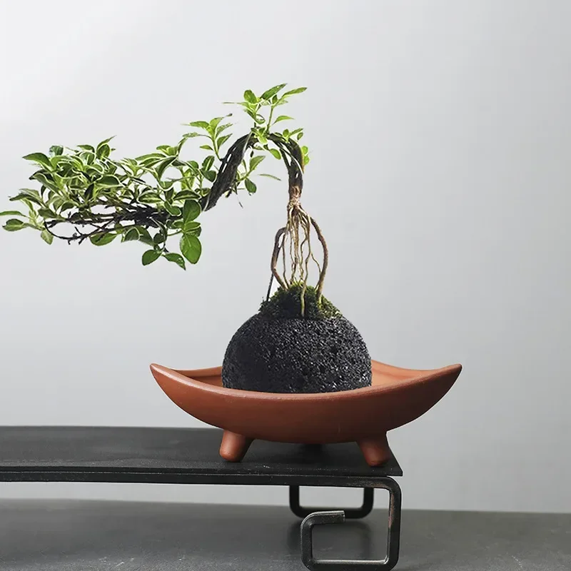 Personalized Ceramic Flower Po - Pilea Peperomioides recensie en prijs