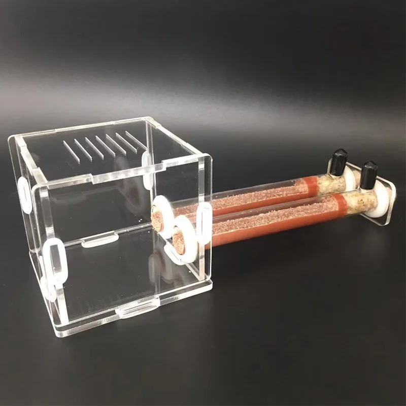 DIY Various Size Ant Farm Bamb - Begonia Rex recensie en prijs