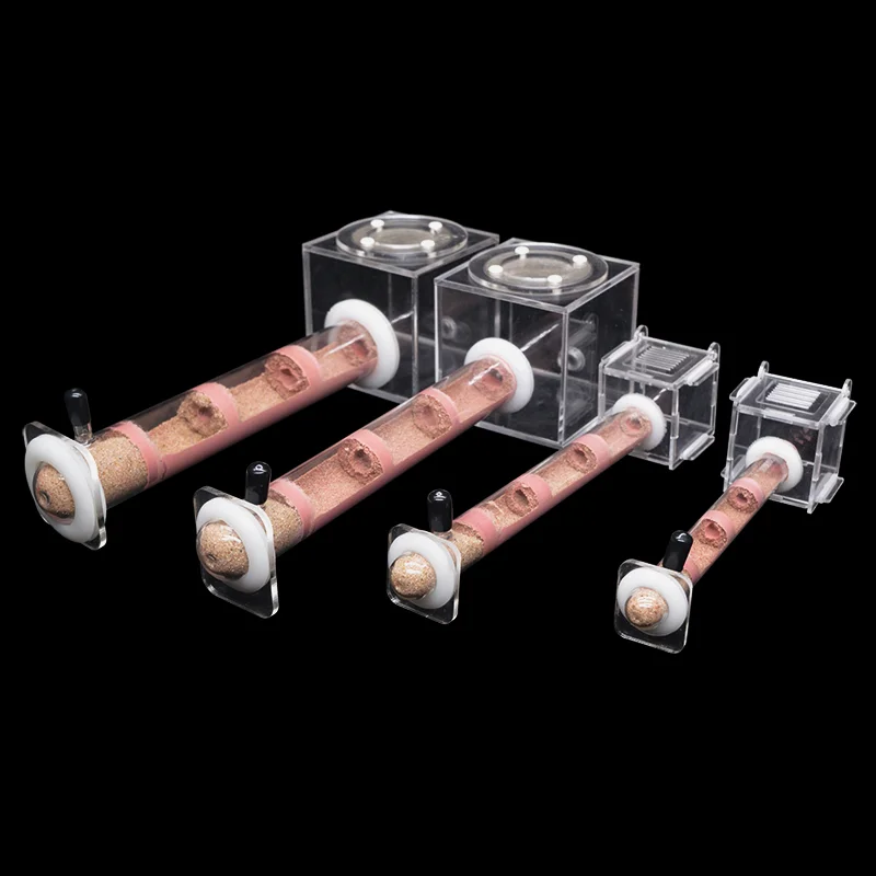 DIY Various Size Ant Farm Bamb - Begonia Rex recensie en prijs