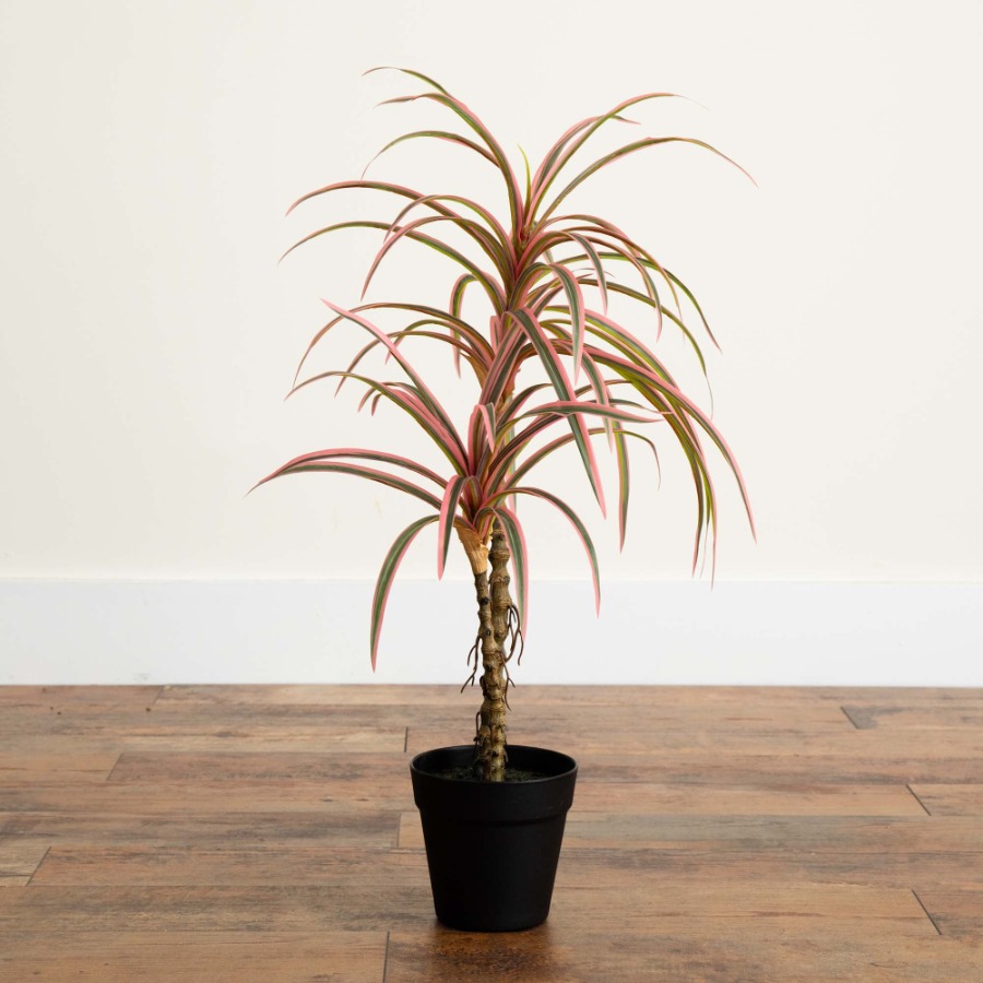 Dracaena Marginata Artificial  - Dracaena Marginata recensie en prijs