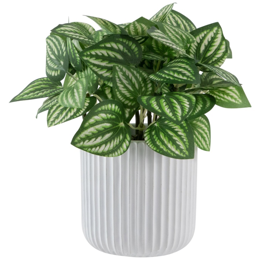 Artificial Watermelon Peperomi - Peperomia Watermelon recensie en prijs