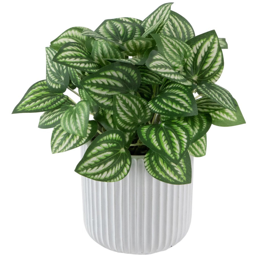 Artificial Watermelon Peperomi - Peperomia Watermelon recensie en prijs