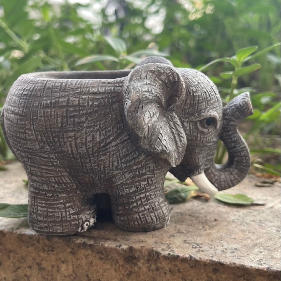 Cute Elephant Resin Succulent  - Echeveria Succulent recensie en prijs