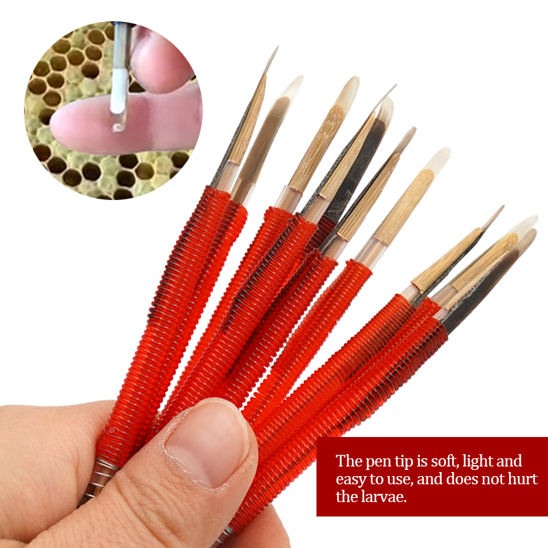 5/10Pcs Beekeeping Grafting To - Begonia Rex recensie en prijs