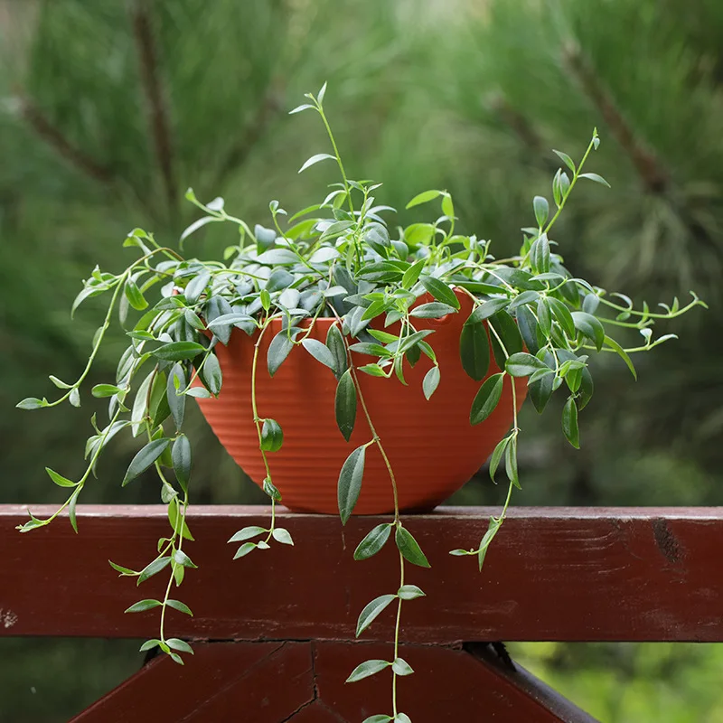Creative Chinese Ceramic Flowe - Pilea Peperomioides recensie en prijs